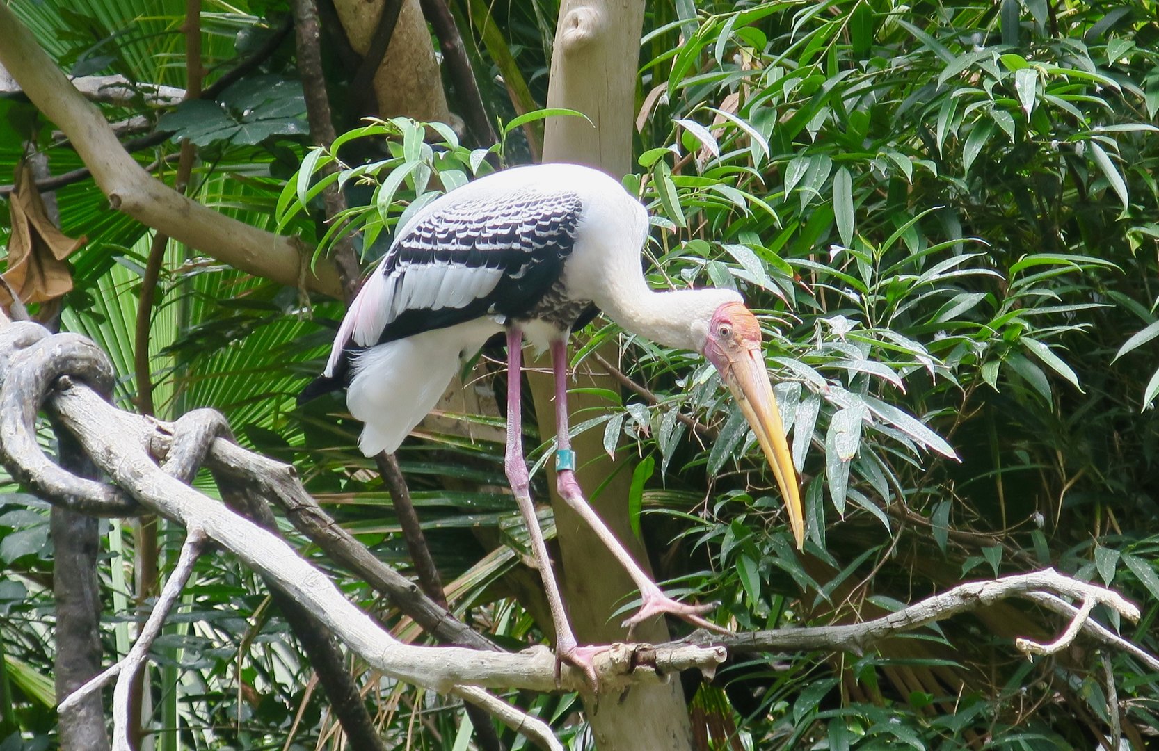 Painted Stork (Mycteria leucocephala)