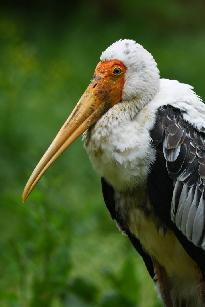 Painted Stork Mycteria leucocephala