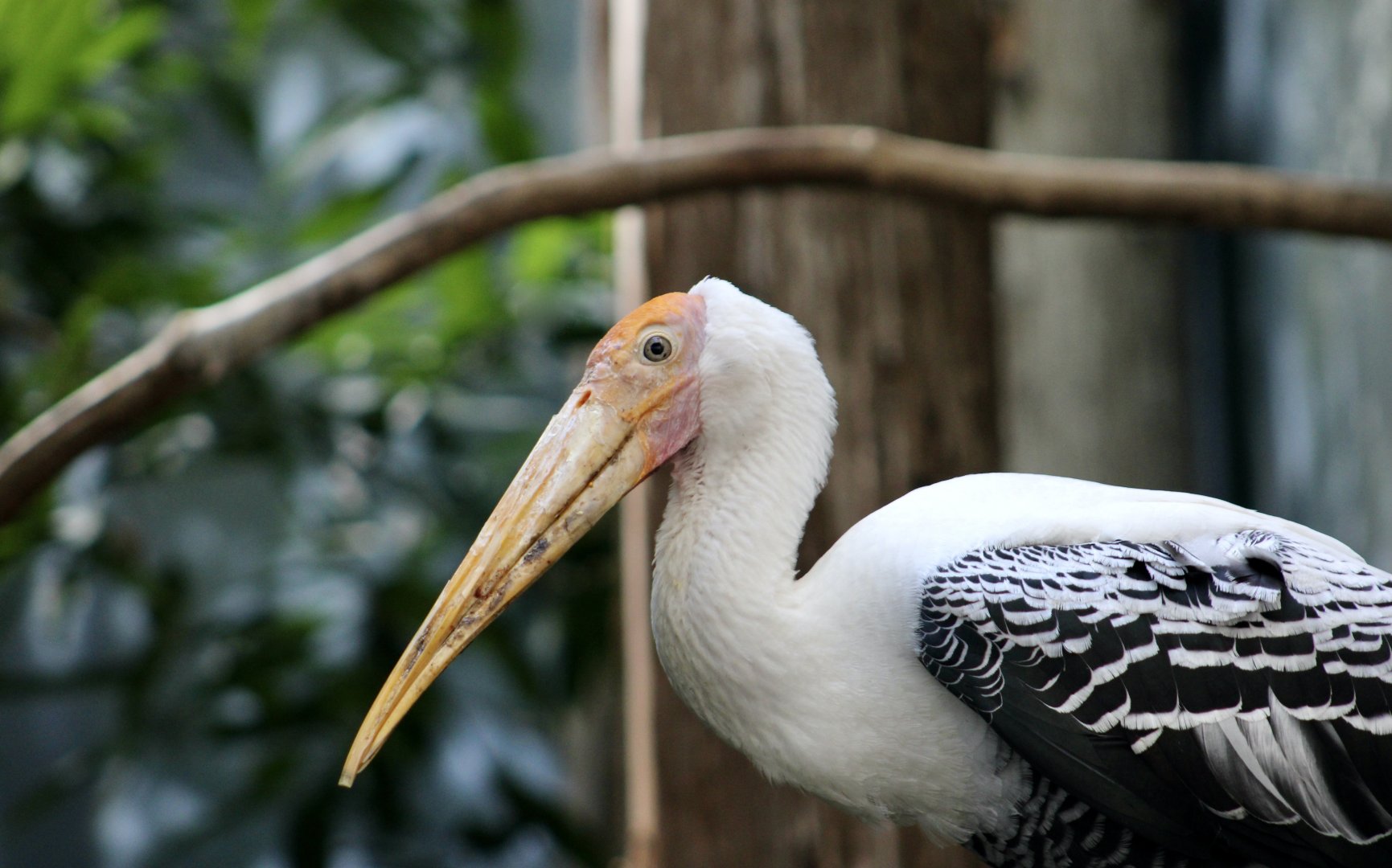 Painted Stork (Mycteria leucocephala)