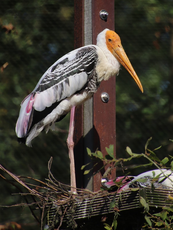Painted stork (Mycteria leucocephala)