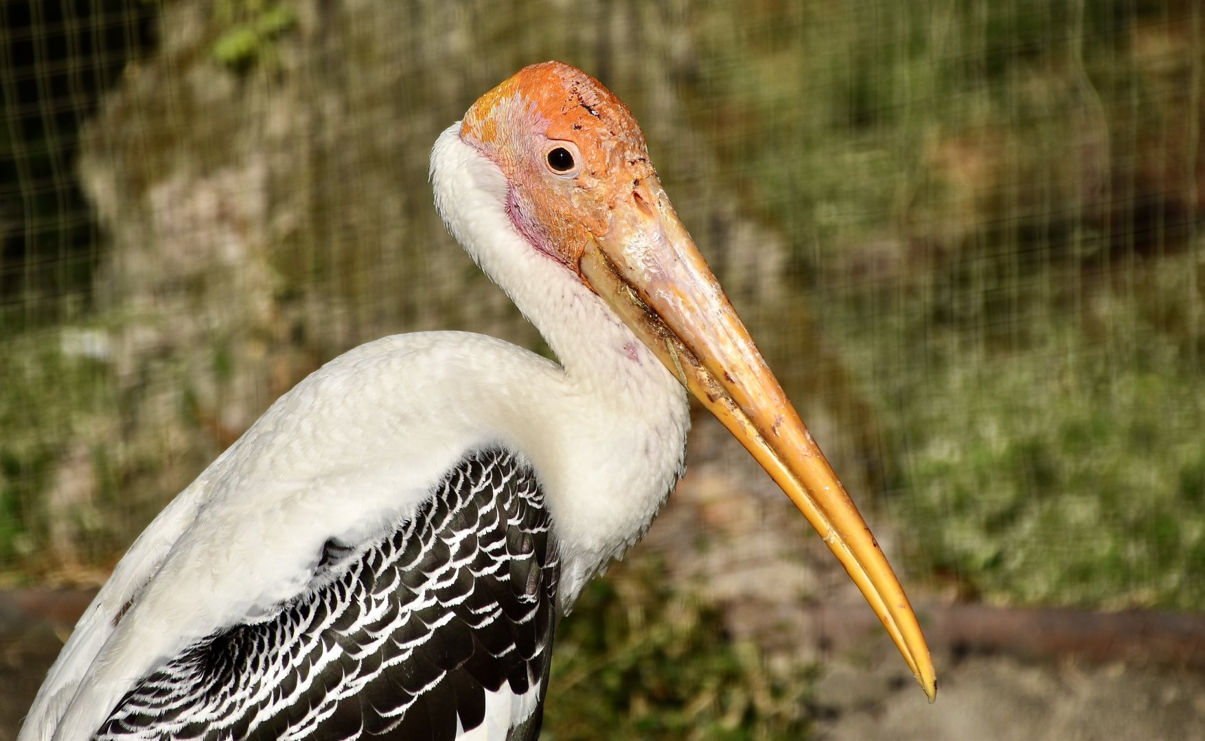 Painted Stork (Mycteria leucocephala)