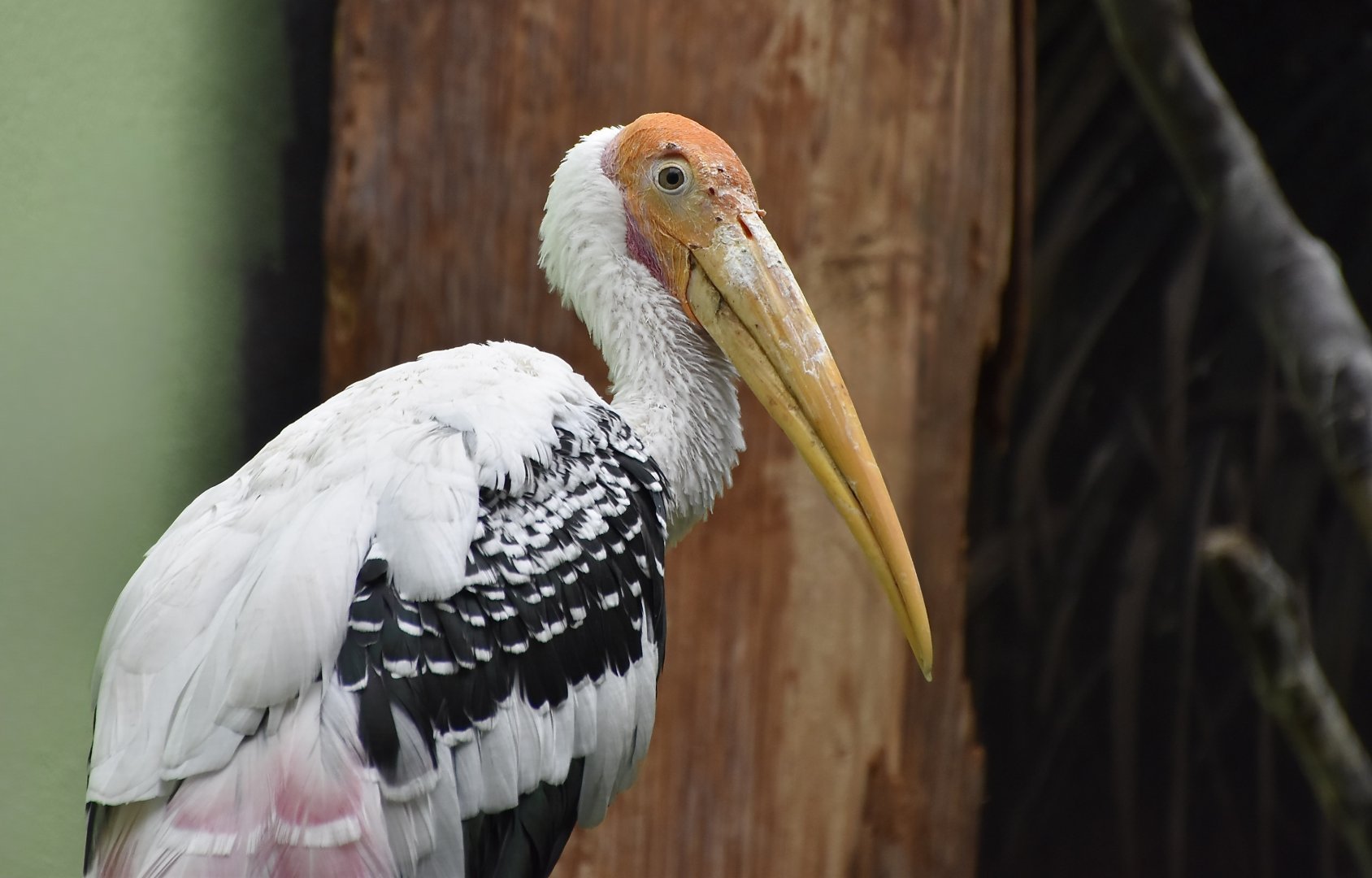 Painted Stork (Mycteria leucocephala)