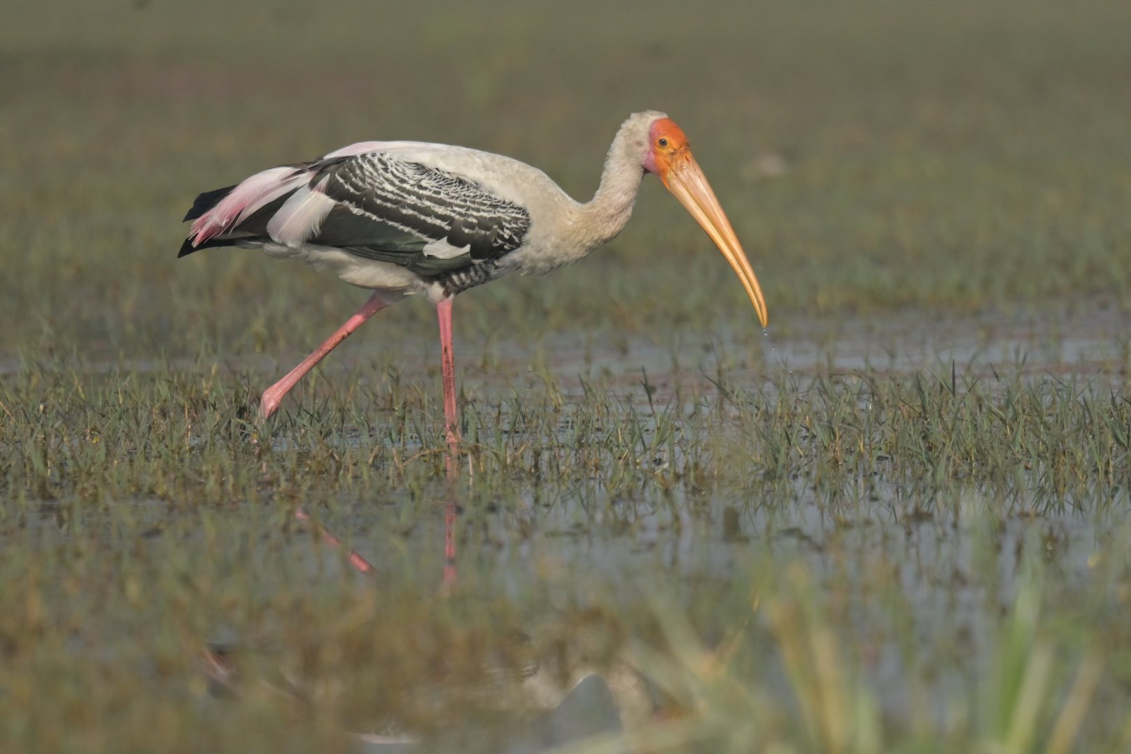 Painted Stork Mycteria leucocephala