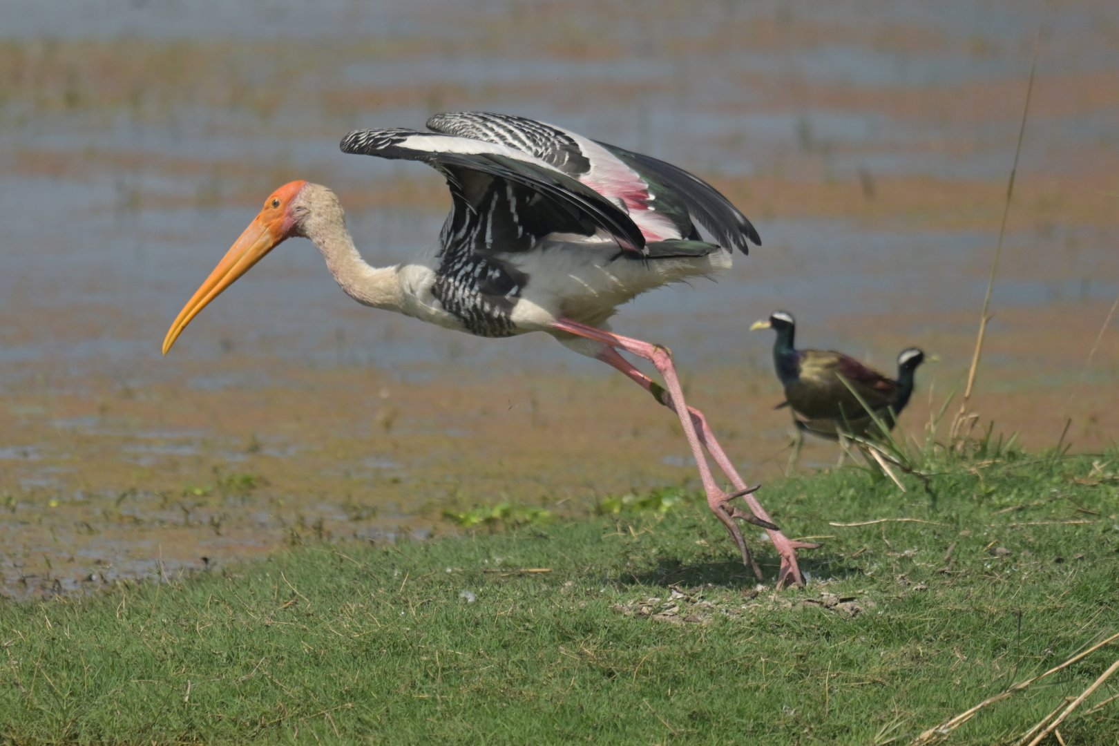 Painted Stork Mycteria leucocephala
