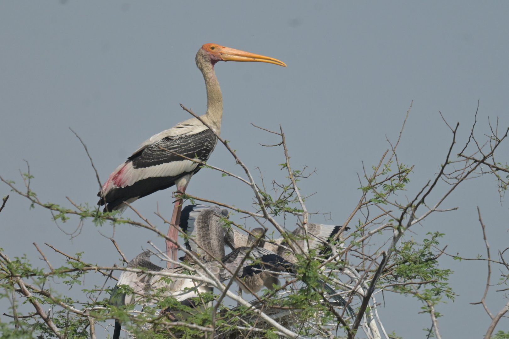Painted Stork Mycteria leucocephala