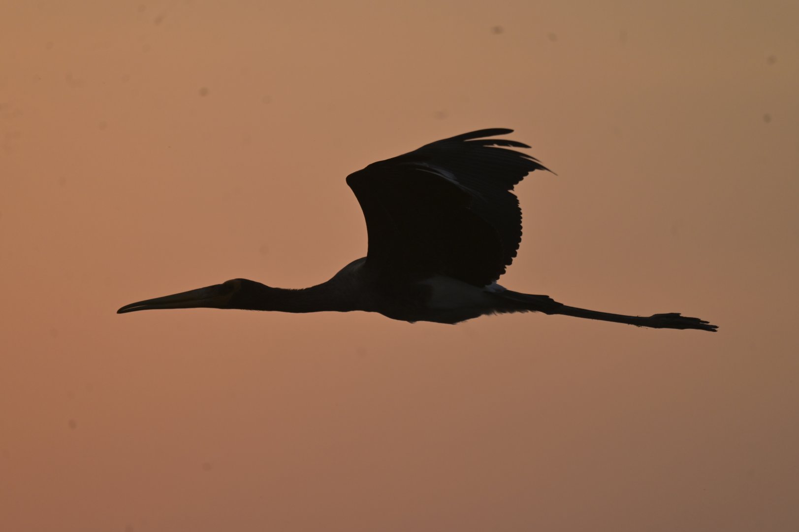 Painted Stork Mycteria leucocephala