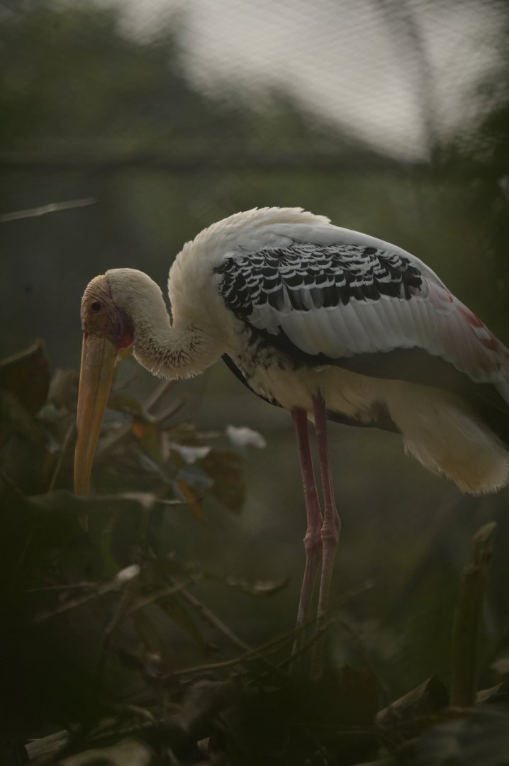 Painted stork Mycteria leucocephala