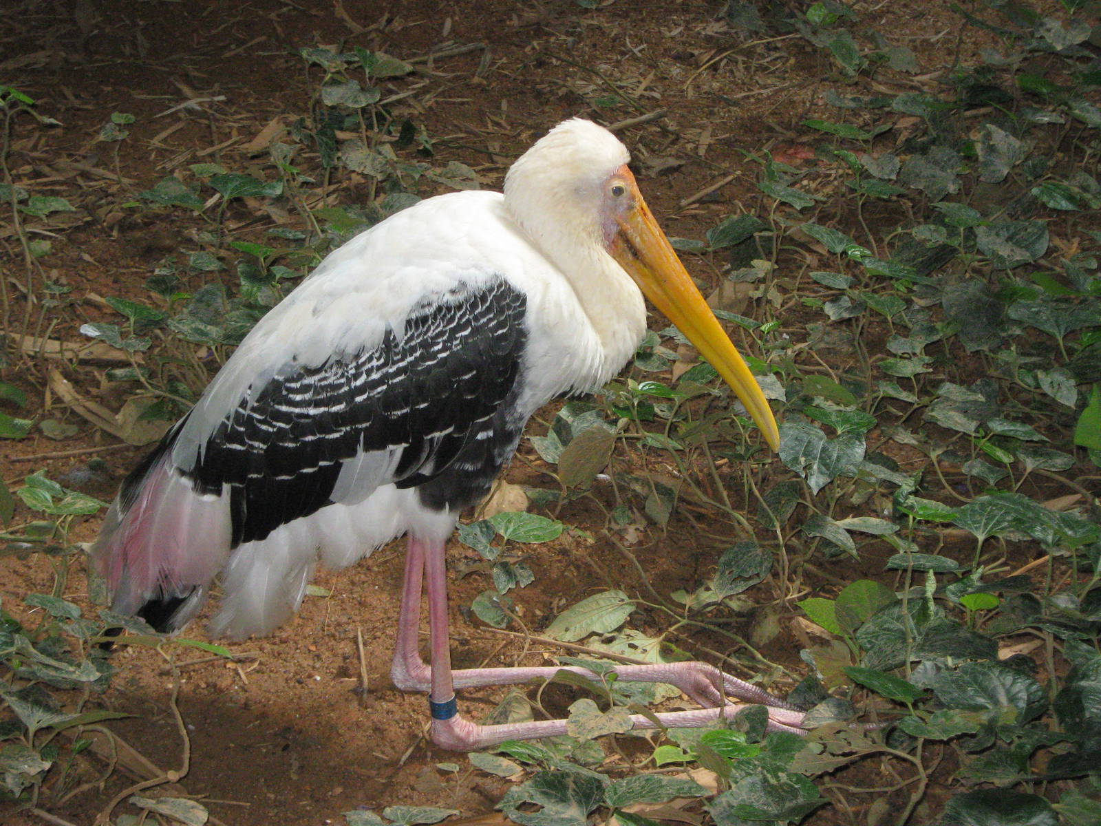 painted stork (Mycteris leucocephala)