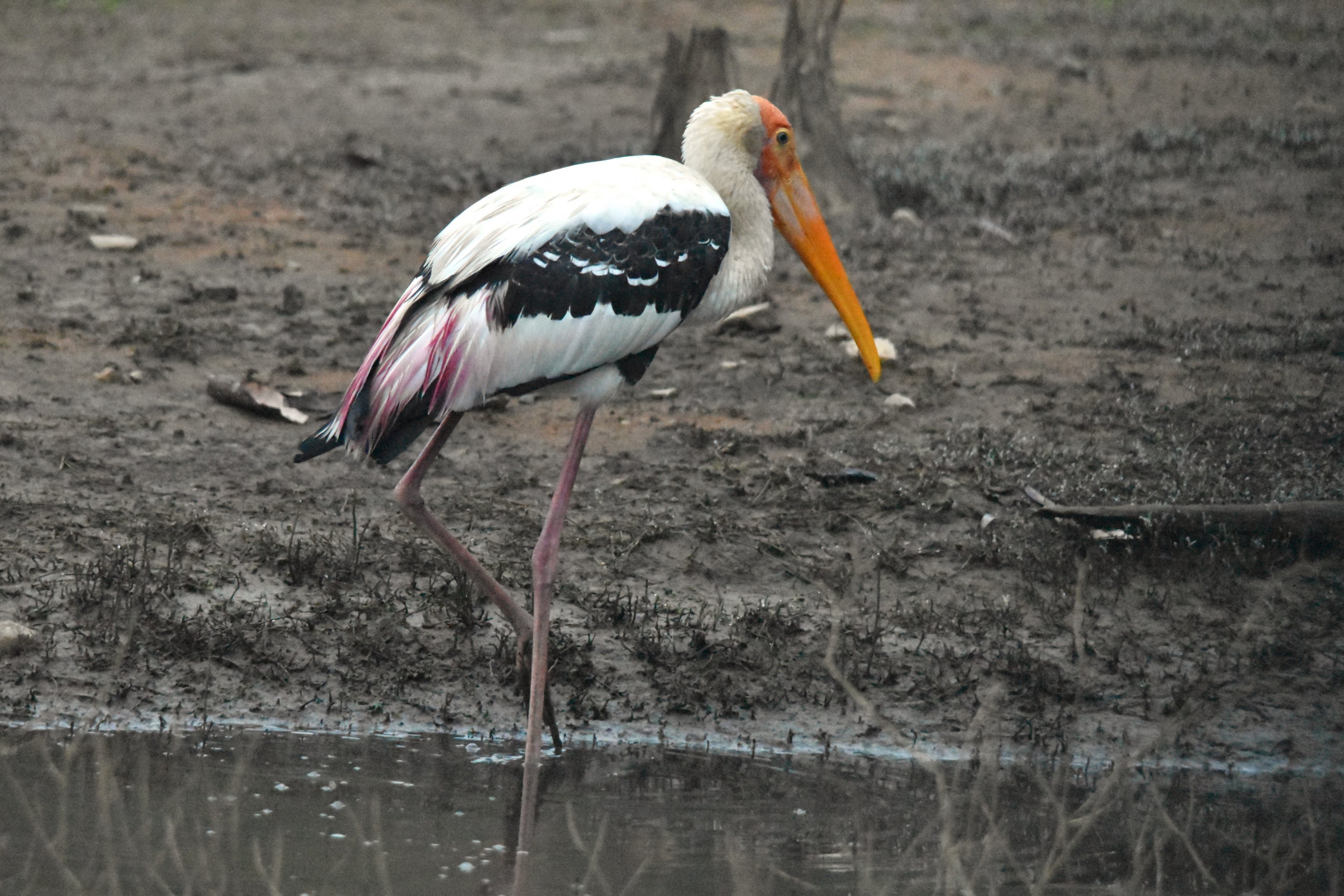 Painted Stork, Nagarahole Tiger Reserve, 22nd November 2024
