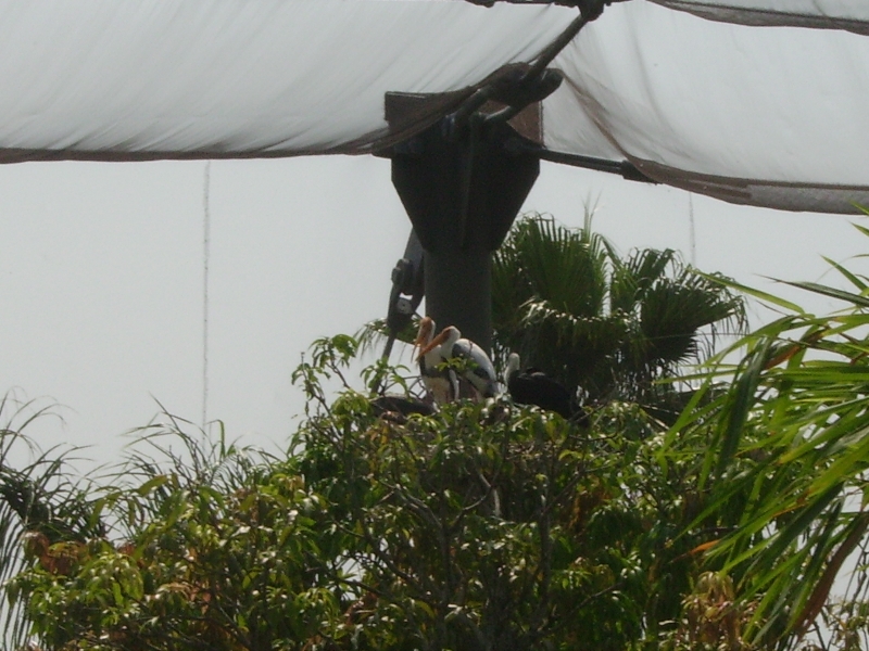 Painted Stork Nest - Wings of Asia