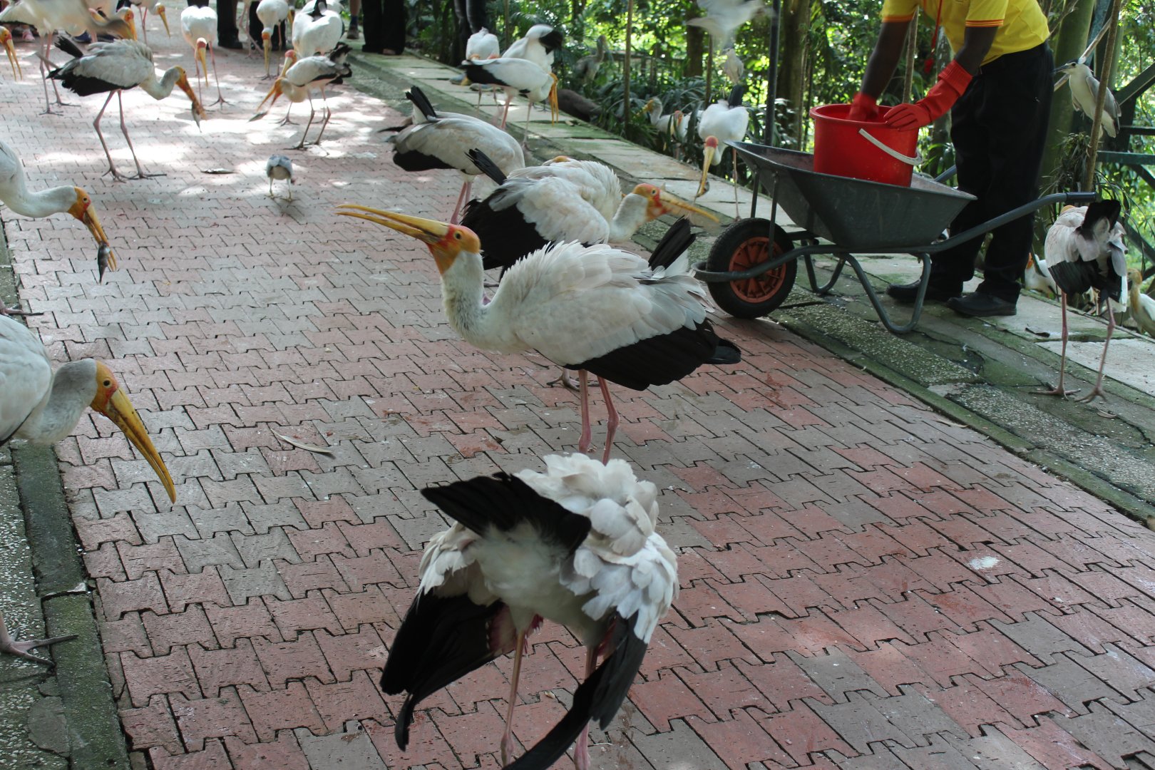 Painted stork or Milky stork?