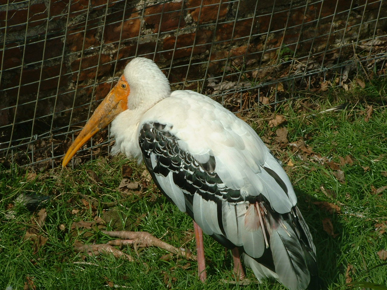 Painted Stork - Thrigby 2008