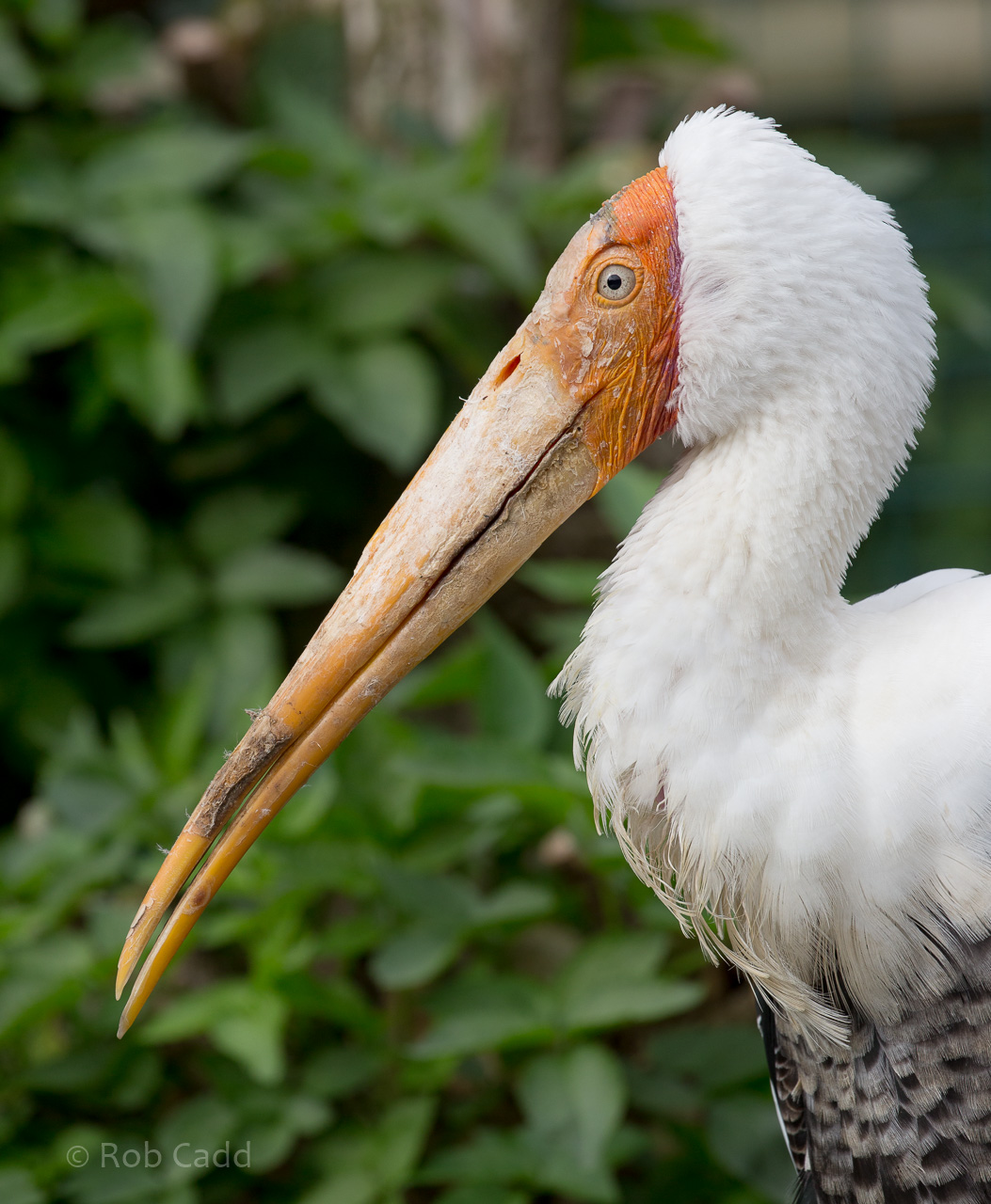 Painted stork : Thrigby Hall : 26 Sep 2017
