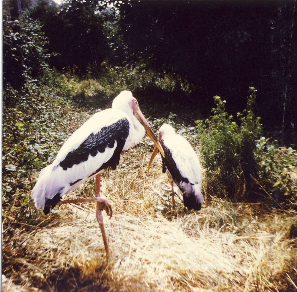 Painted Stork Welsh Mountain Zoo 7 July 1975