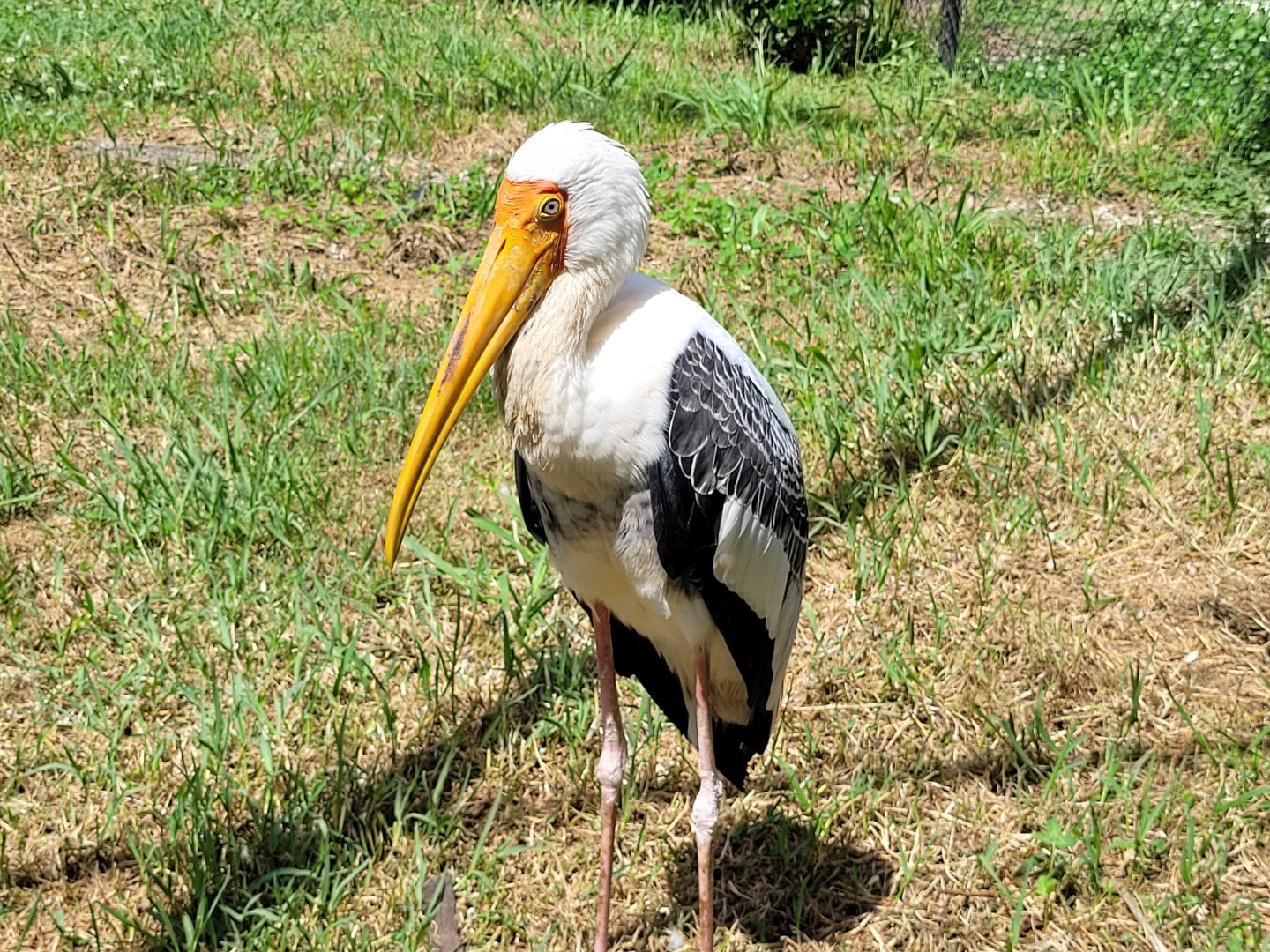 Painted stork -Zoo de Labenne (2024)