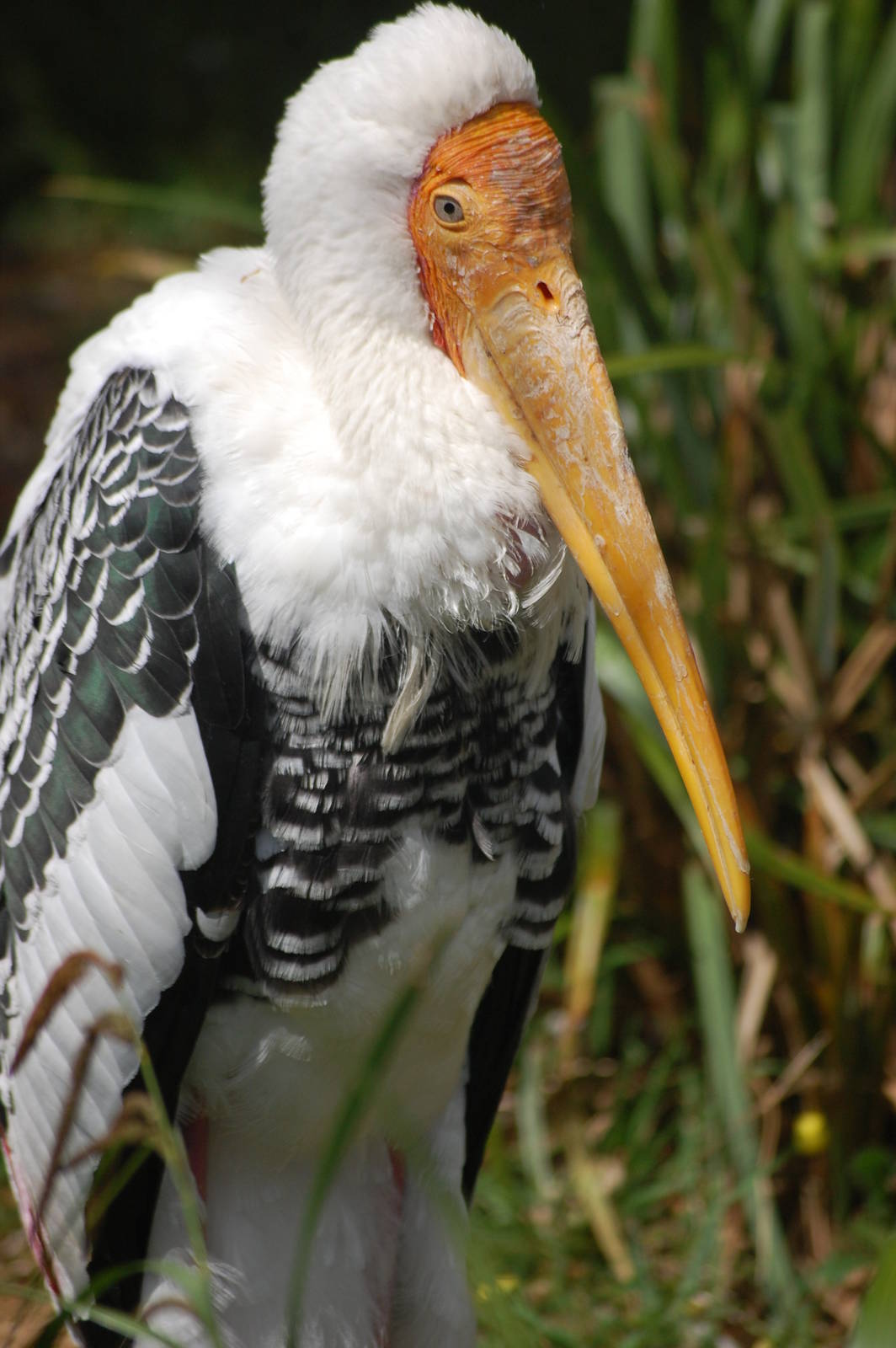 Painted Stork