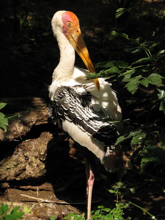 Painted stork