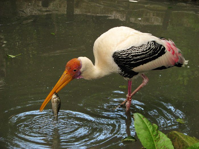 Painted stork