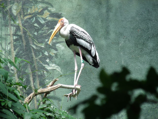 Painted Stork