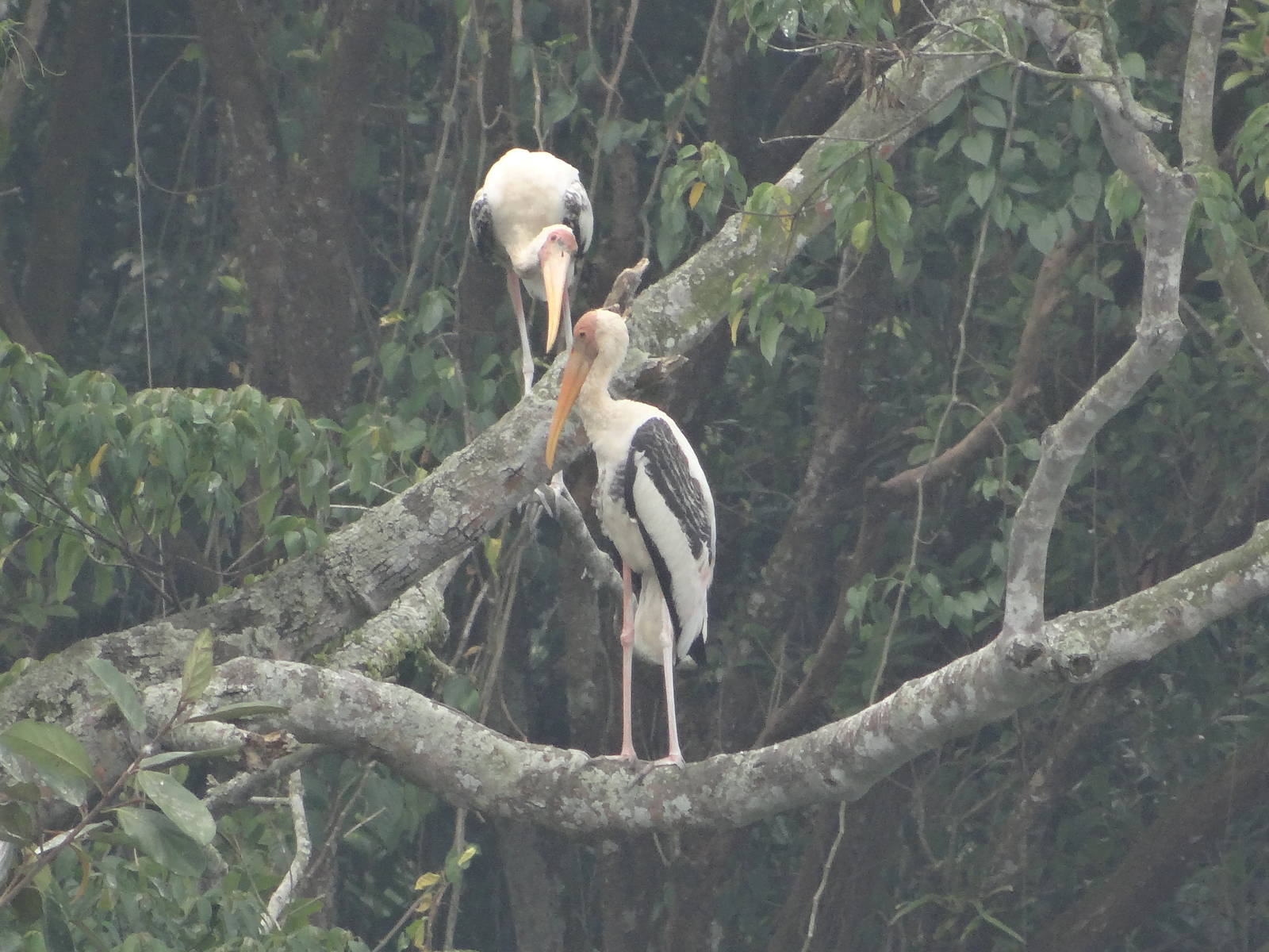 Painted Stork