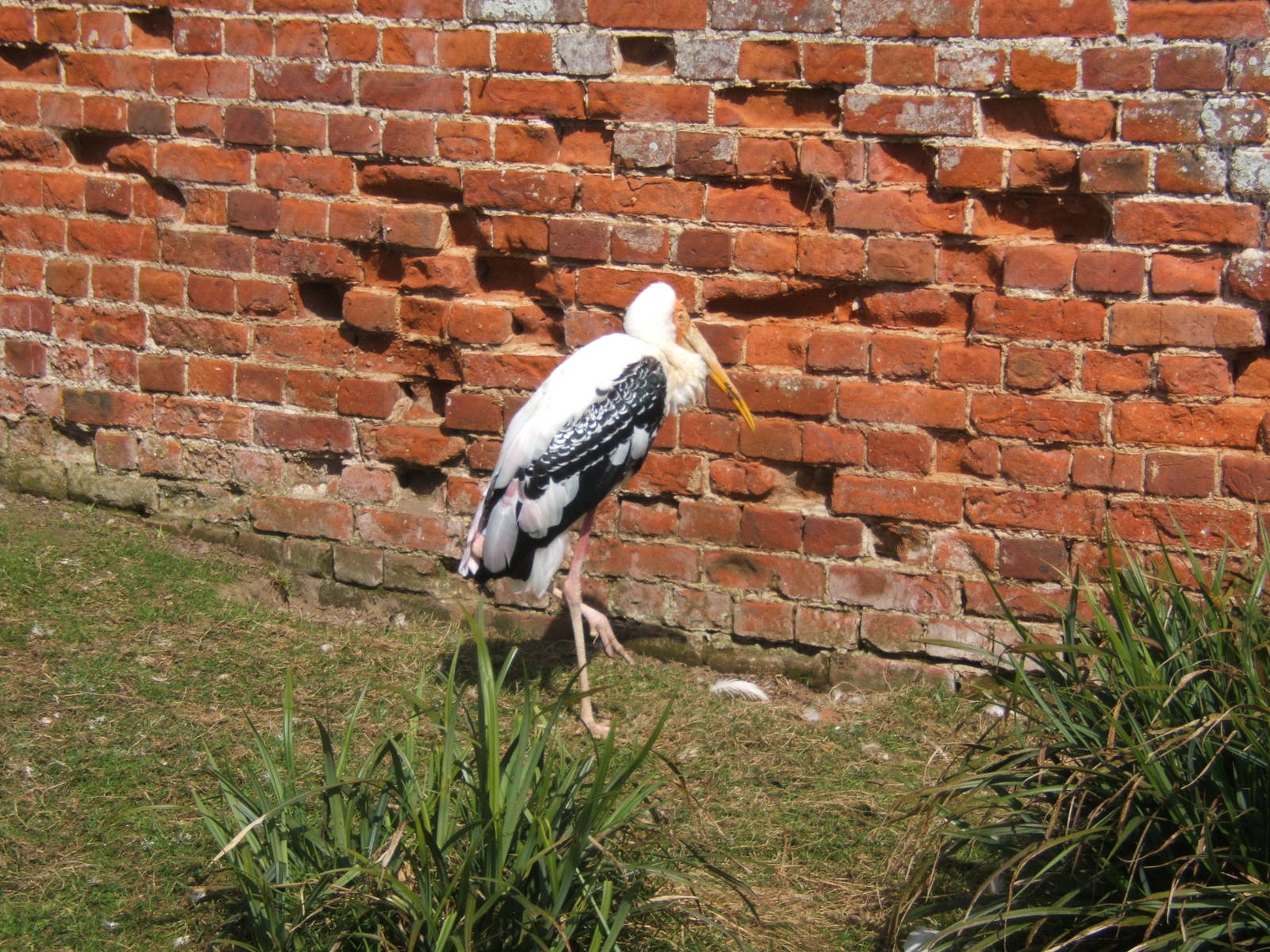 Painted Stork