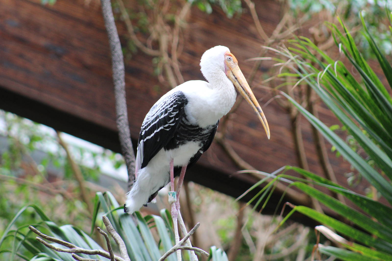 Painted Stork
