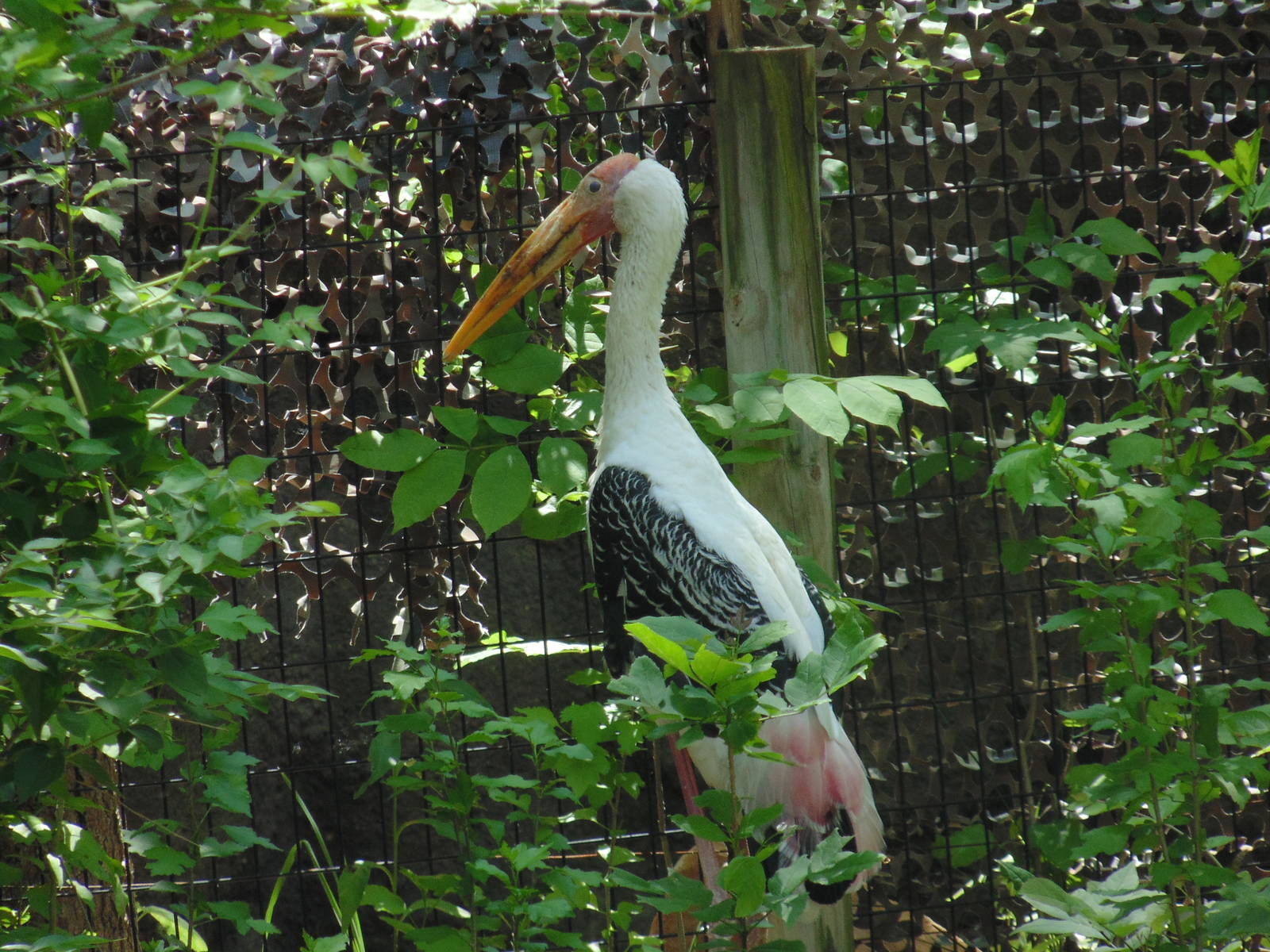 Painted Stork