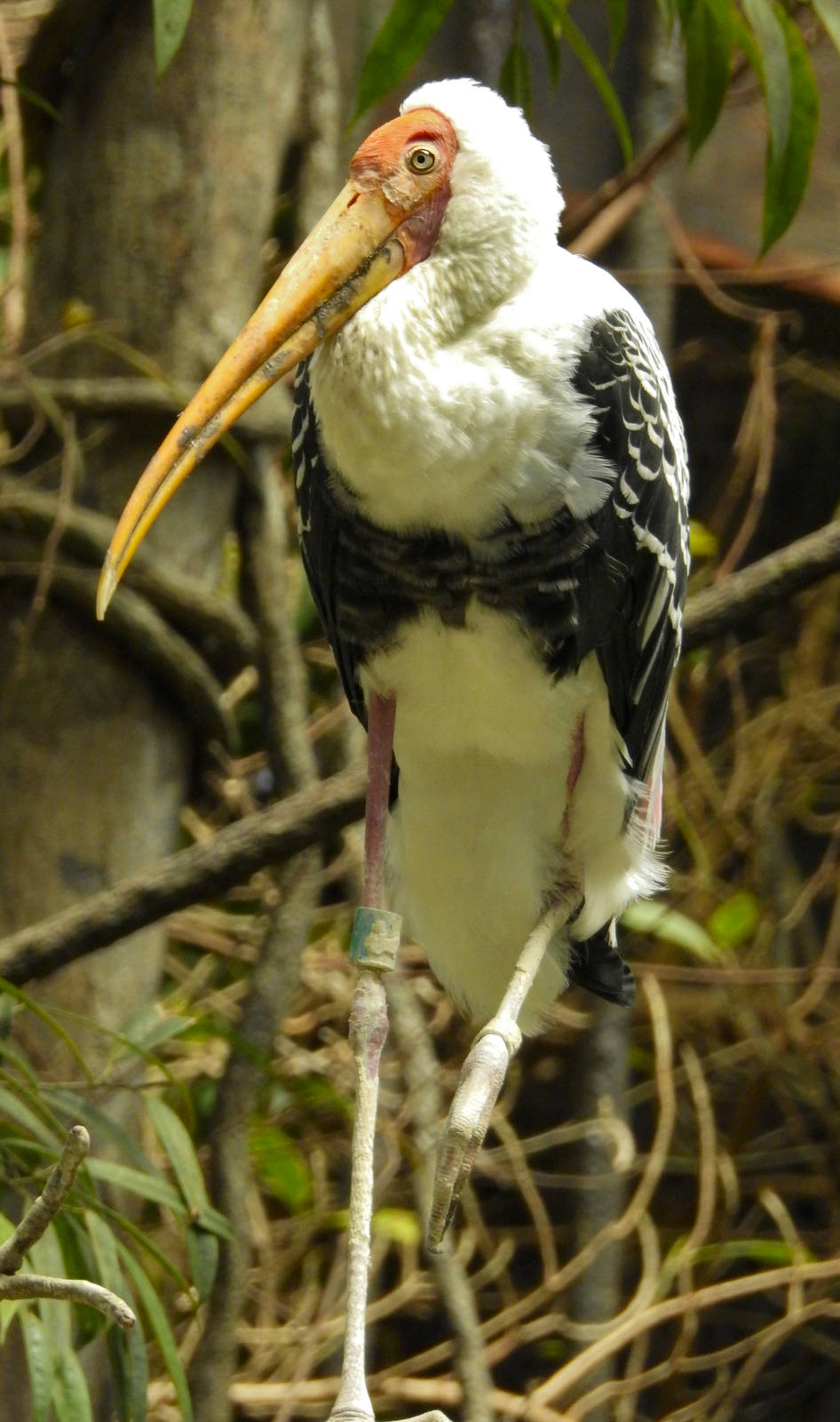 Painted Stork