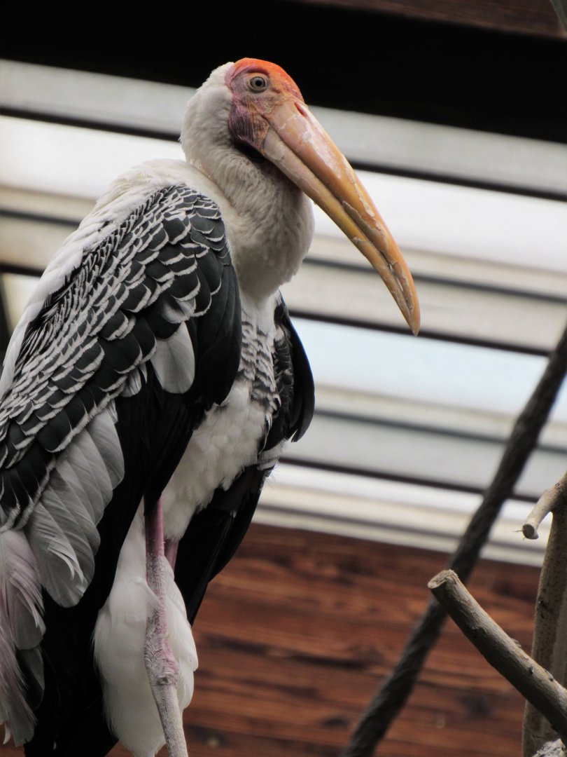 Painted stork