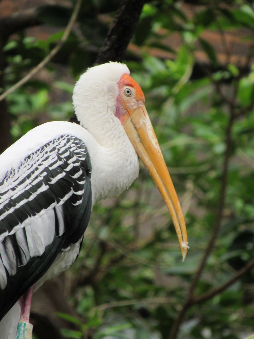 Painted stork