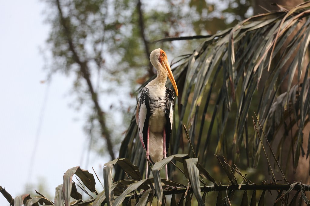 Painted Stork