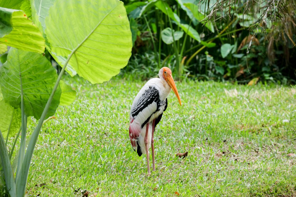 Painted Stork