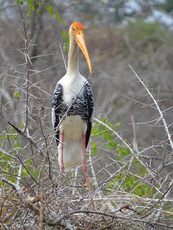 Painted stork