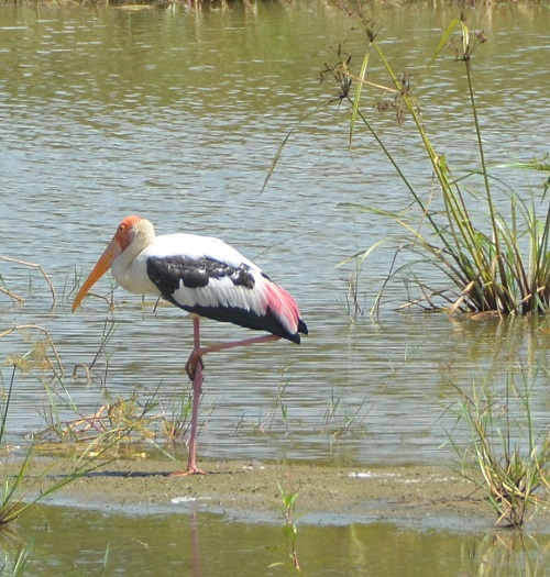 Painted stork