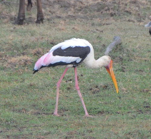 Painted stork