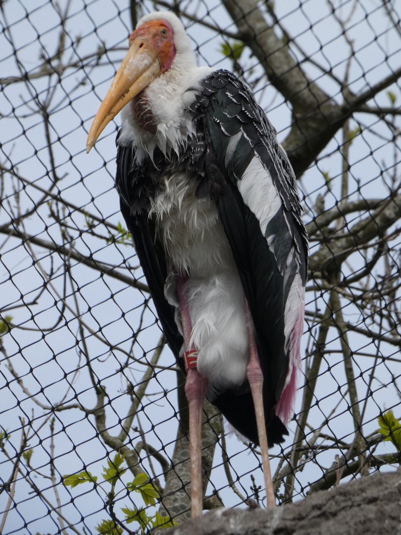 Painted Stork