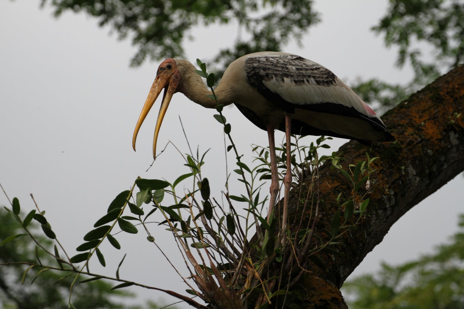Painted Stork