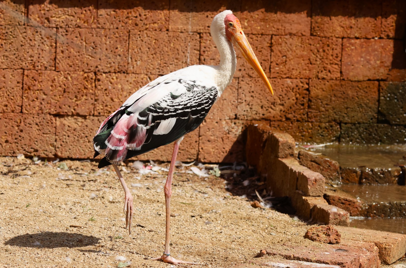 Painted stork