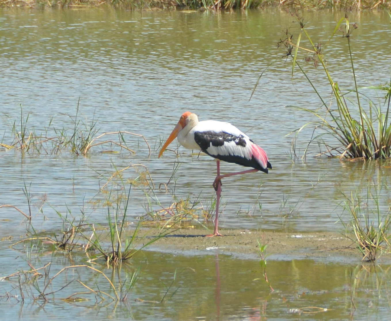 Painted stork