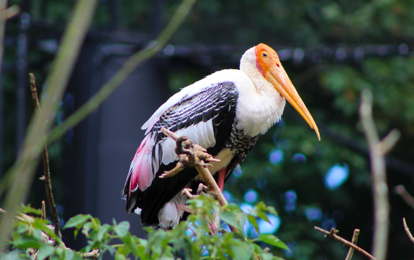 Painted Stork