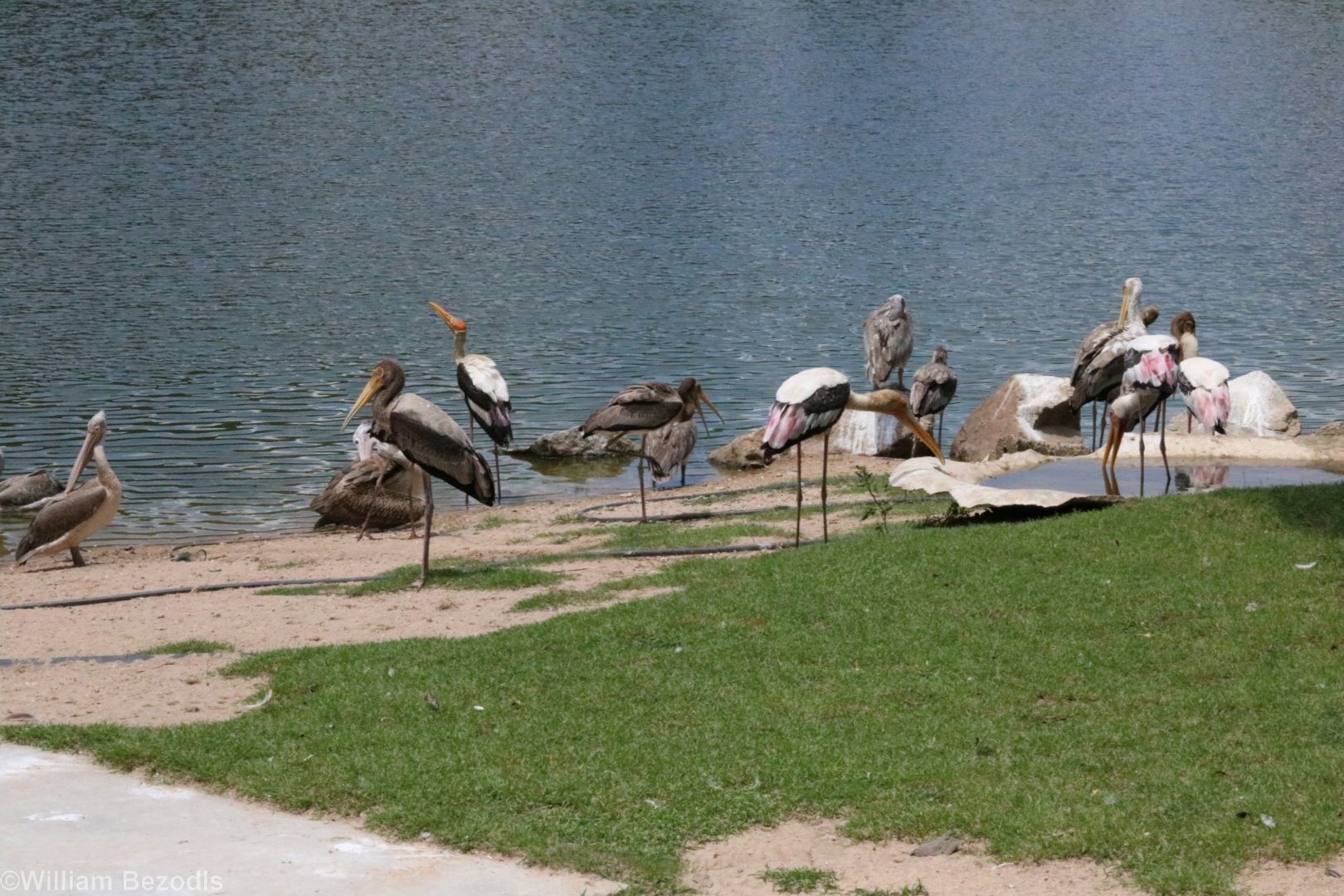 Painted Storks and Spot-billed Pelicans