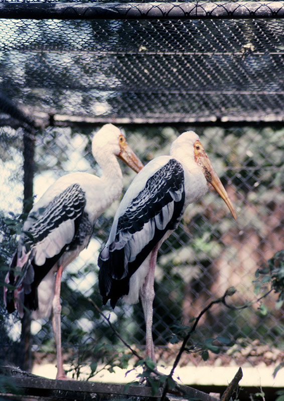 Painted storks at Olney 1977