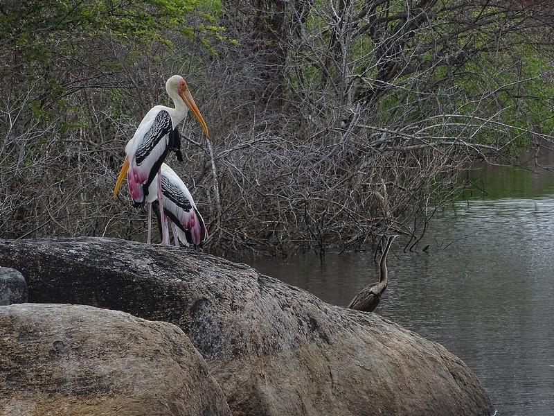 Painted storks & Indian darter