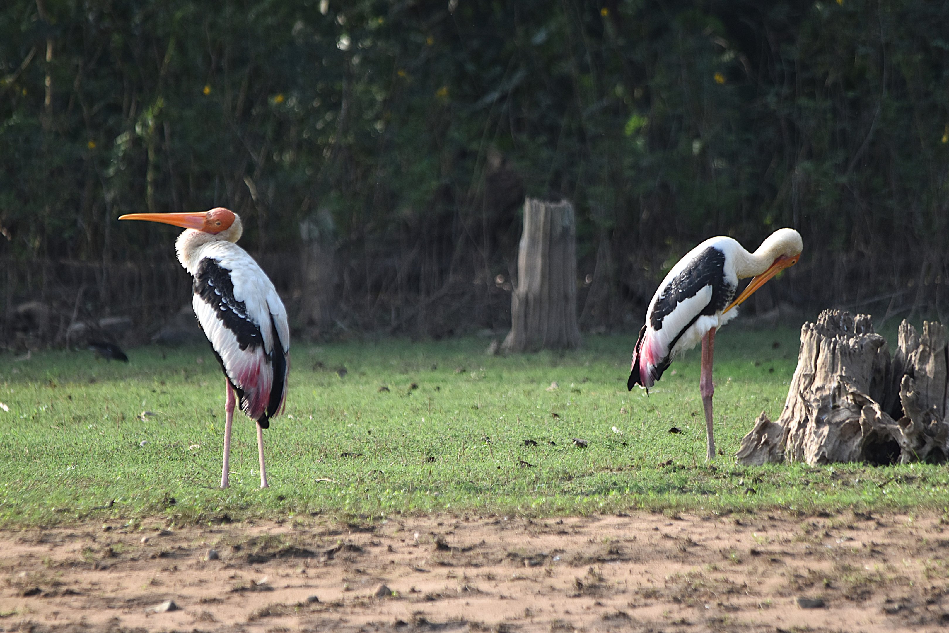 Painted Storks, Kabini River, 21st November 2024