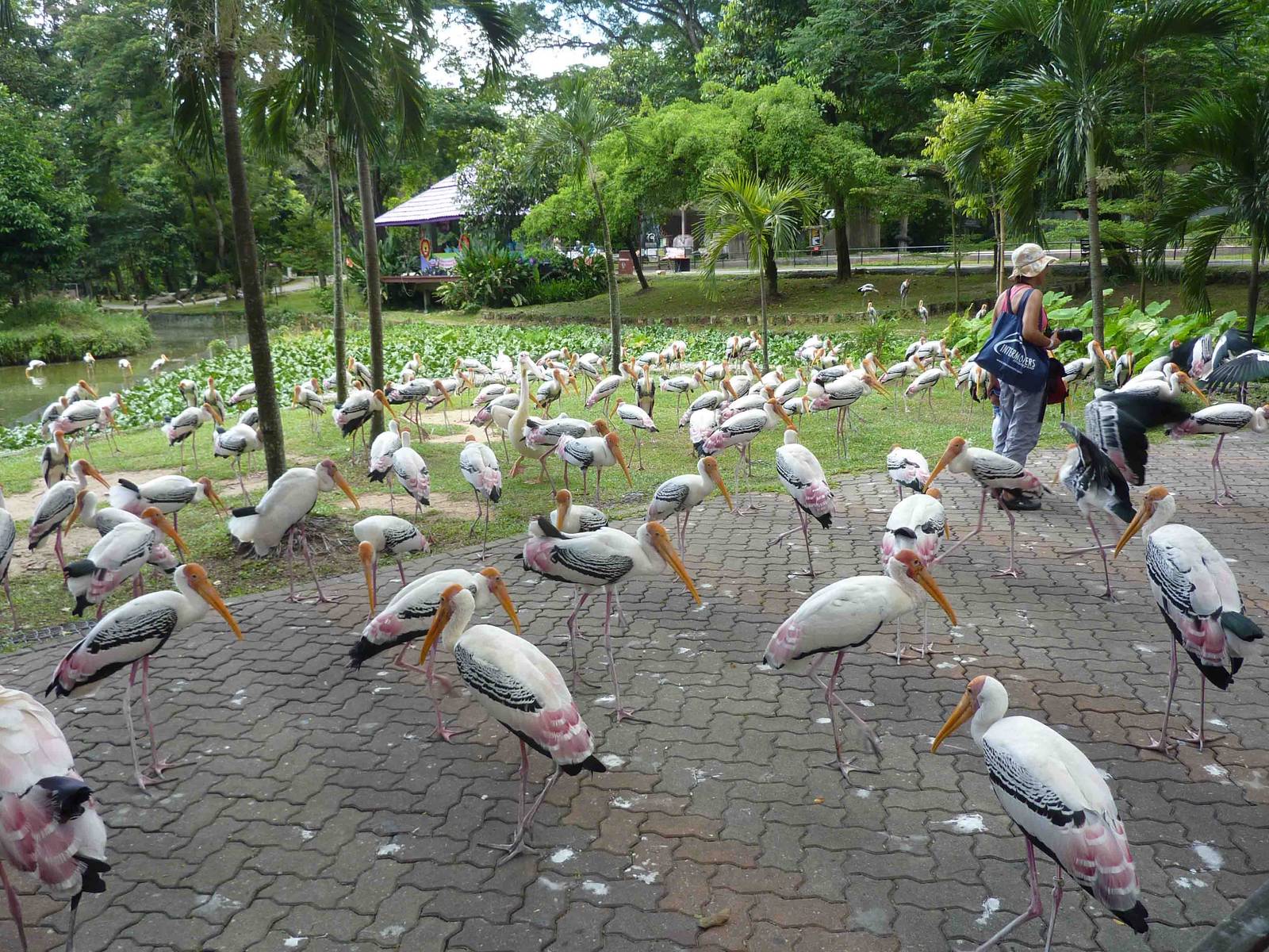 Painted storks, May 2013.