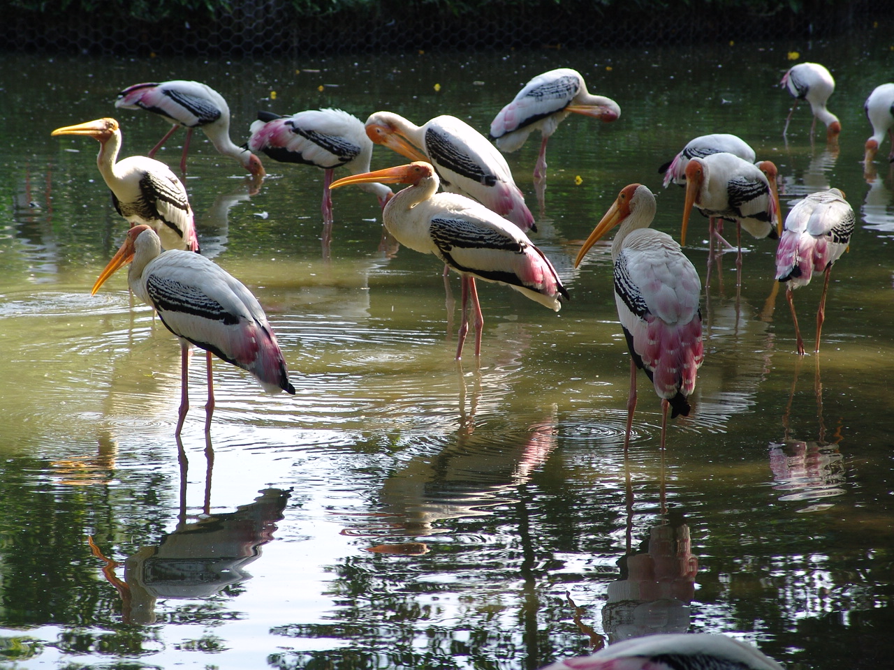 Painted Storks (Mycteria leucocephala) wading