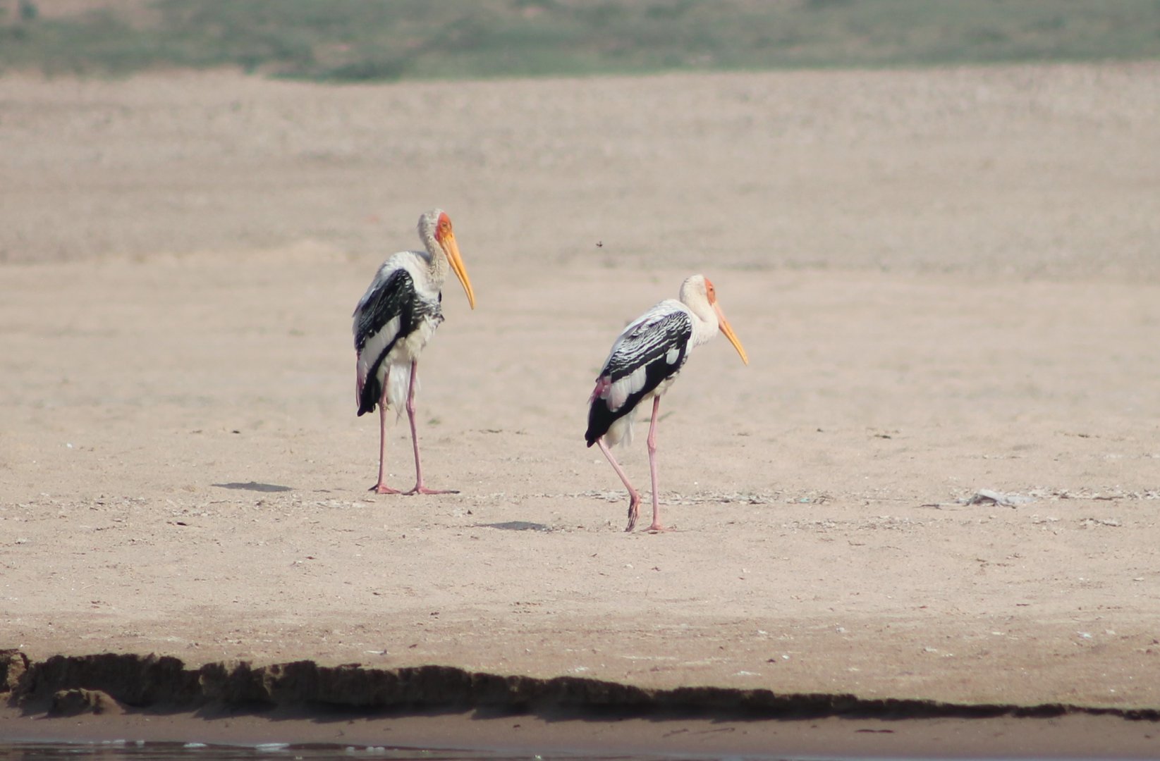 Painted Storks (Mycteria leucocephala)