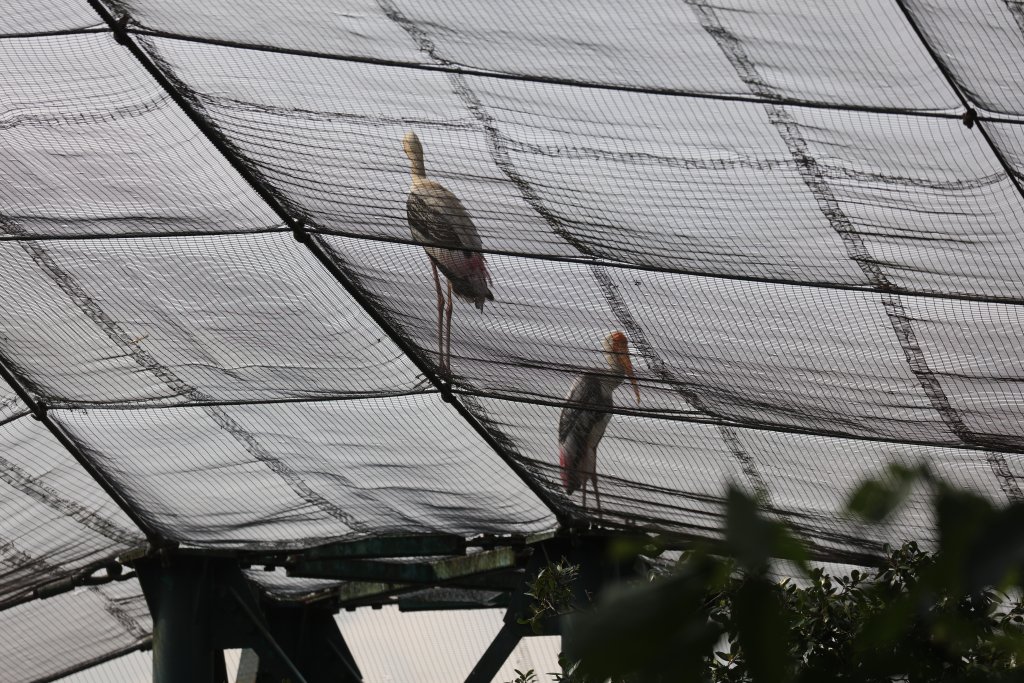 Painted Storks outside the aviary - escapees?