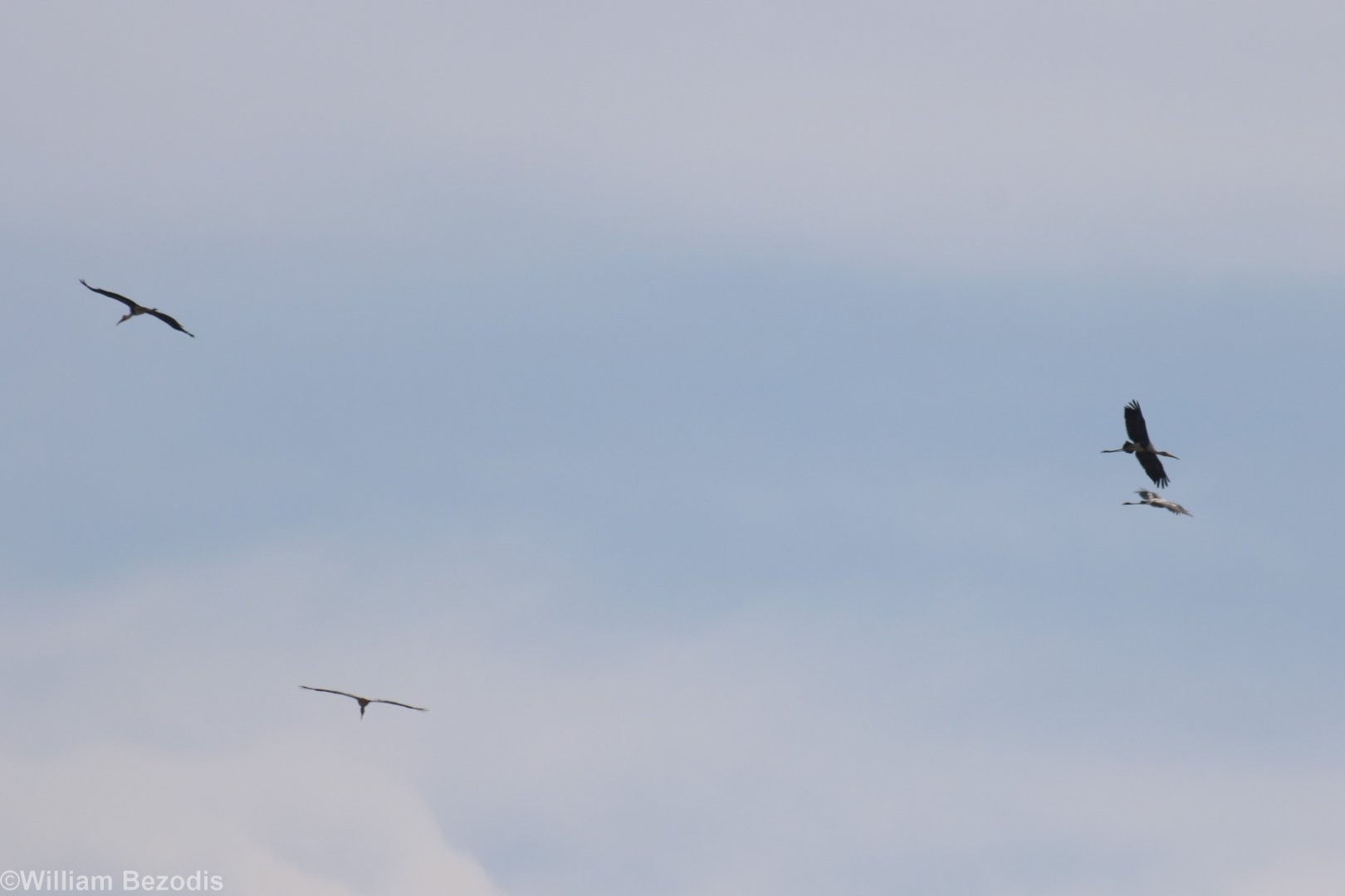 Painted Storks - Pak Thale Shorebird Site