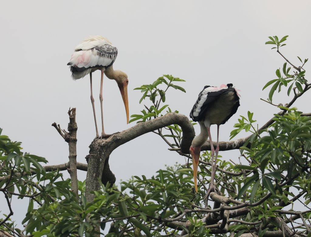Painted Storks (wild)